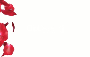 Rose Petals High Definition