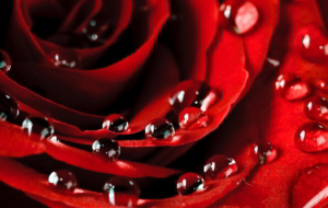 Rose Petals Widescreen