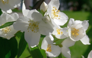 Wet Daisy Background