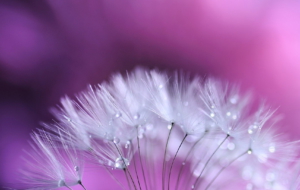 Wet Daisy HD Background