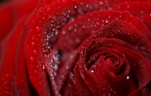 Wet Daisy HD Wallpaper