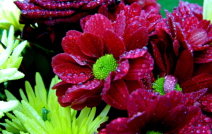 Wet Daisy High Definition Wallpapers