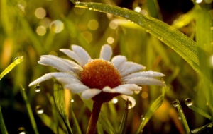 Wet Daisy Wallpapers HD
