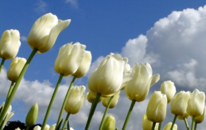 White Tulips HD Background White Tulips HD Background