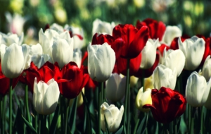 White Tulips High Definition Wallpapers White Tulips High Definition Wallpapers