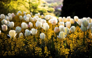 White Tulips Widescreen