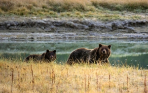 Yellowstone National Park Widescreen