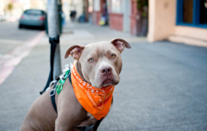 American Pit Bull Terrier Deskto