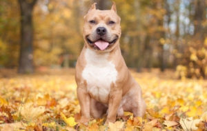 American Pit Bull Terrier HD