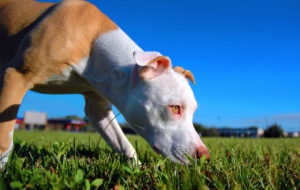 American Pit Bull Terrier Images