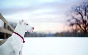 American Pit Bull Terrier Photos