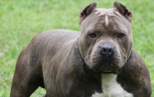 American Pit Bull Terrier Pictures