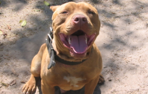 American Pit Bull Terrier Wallpaper