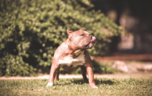 American Pit Bull Terrier For Deskto