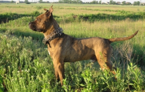 American Pit Bull Terrier Full HD