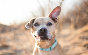 American Staffordshire Terrier Widescreen