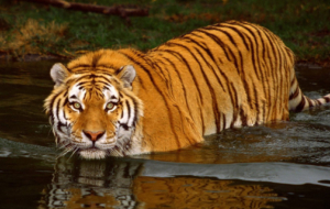 Bengal Tiger HD Deskto