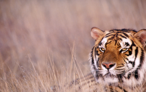 Bengal Tiger Wallpapers HD