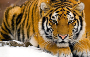 Bengal Tiger Widescreen