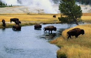 Bison HD Wallpaper Bison HD Wallpaper