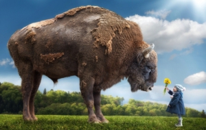 Bison High Definition Bison High Definition