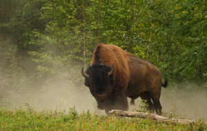 Bison Images Bison Images