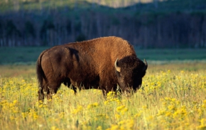 Bison Photos Bison Photos
