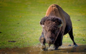 Bison Wallpapers HD Bison Wallpapers HD