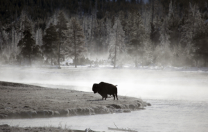 Bison For Deskto Bison For Deskto