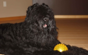 Black Russian Terrier 4K