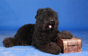 Black Russian Terrier Background