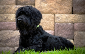 Black Russian Terrier Computer Wallpaper