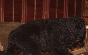 Black Russian Terrier Deskto