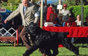 Black Russian Terrier HD
