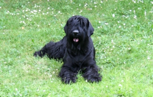 Black Russian Terrier HD Background