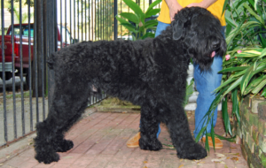 Black Russian Terrier HD Deskto