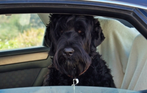 Black Russian Terrier HD Wallpaper