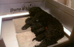 Black Russian Terrier High Definition