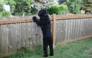 Black Russian Terrier High Definition Wallpapers