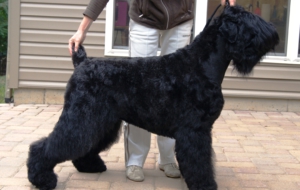 Black Russian Terrier High Quality Wallpapers