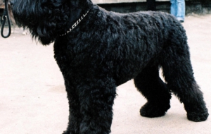 Black Russian Terrier Images