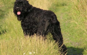 Black Russian Terrier Photos