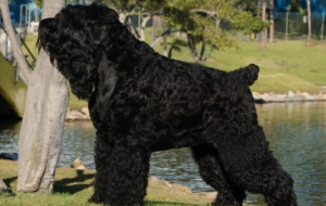 Black Russian Terrier Pictures