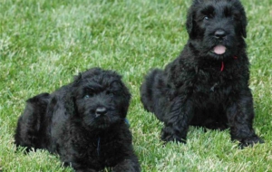 Black Russian Terrier Wallpaper