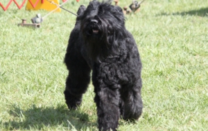 Black Russian Terrier Wallpapers