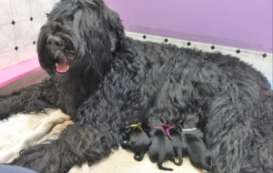 Black Russian Terrier For Deskto