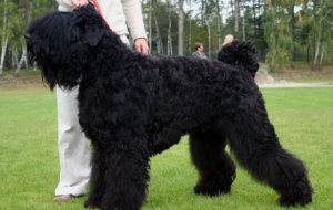 Black Russian Terrier Full HD