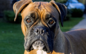 Boxer Dog Background