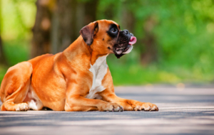 Boxer Dog High Definition