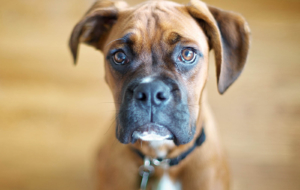 Boxer Dog High Quality Wallpapers